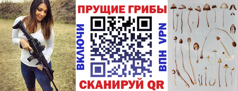 darknet Telegram  цена   Орёл  Галлюциногенные грибы Magic Shrooms 